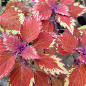 Coleus 'Long Island Iced Tea'